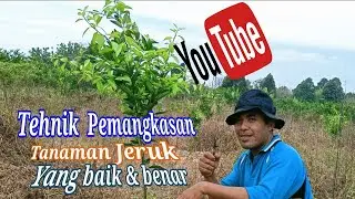 Cara Pemangkasan Jeruk Yang Baik dan Benar