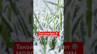 Посев газона в зиму: ВСЕ СЕКРЕТЫ технологии