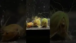 Playa Clam Shrimp