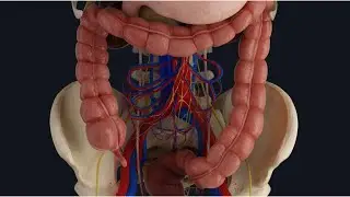 FUNCTIONS OF THE LARGE INTESTINE IN CHINESE MEDICINE