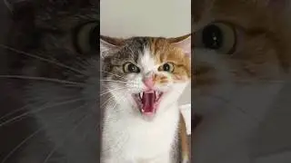 Cats being cats 🤣🤣 #funny #catvideos #catshorts #cat