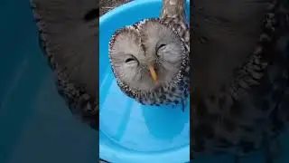 Bem que a Bubu tentou, n&eacute;? 🤣 | #shortsdascorujinhas