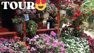 HERMOSA FLORACION DEL JARDÍN DE DOÑA SOCORRO 😍