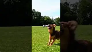 Make Your Lazy Dog ACTIVE With This Simple Flirt Pole Trick