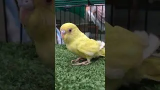 lutino red eyes 😍| budgies red eye #shorts #lutinobird #redeye #minizoo