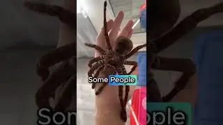 Самые странные питомцы, которых вы можете завести! 🐸🐿️🕷️