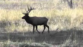 Valle Vidal bull elk