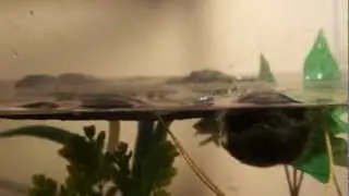 New basking dock!
