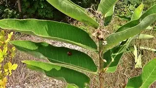 Milkweed Plant Inhabitants 2