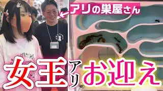 爬虫類イベントでクロオオアリの女王アリをお迎え🐜飼育方法や餌をプロに聞いて実践！ジャングルハンター名古屋【後編】