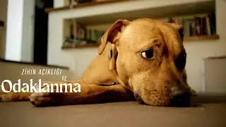 LoFi Study with Dog | Sessiz Ortamda Odaklan ve Sakinleş (#StudyWithMe #Ambient #CalmDog)