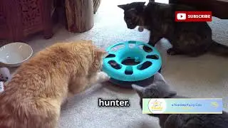 Hilarious Orange Cats Crazy & Funny Moments!