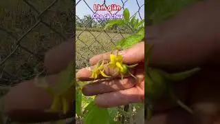 L&agrave;m gi&agrave;n leo cho c&agrave; chua| Hướng dẫn c&aacute;ch trồng c&agrave; chua sai quả