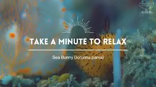 Take a Minute LIII: Sea Bunny (Jorunna parva)