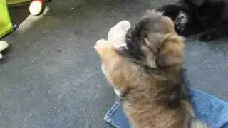 10 Week Old Attack Puppies