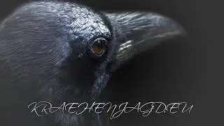 Lockruf der Kr&auml;he / Ruf der Rabenkr&auml;he (Corvus corone): Sammelruf - Willkommensruf
