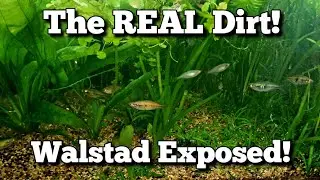 Walstad Method Exposed: What YOUTUBE Isn't Telling YOU!