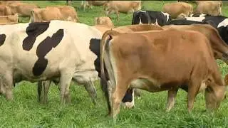 Milk Price War Senate Report - Sunshine Coast Dairy Farmers Not Happy