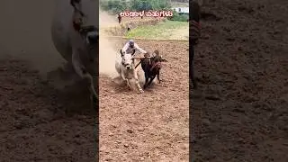ಉಡಾಳ ಎತ್ತುಗಳು 🔥🚩