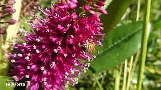 Bee on Veronica speciosa