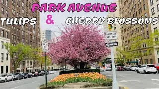 Driving on Park Avenue to see the Beauty of Tulips and Cherry Blossoms-New York City Vlog