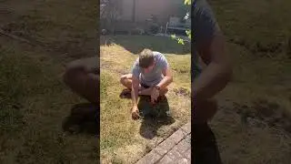Hubby Battles Dry Grass: Rain Needed