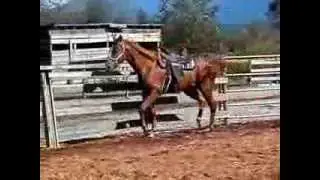 Circle F Horse of the Month :: Comet ~ Oct 2013