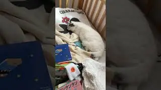 眠っている所を撮っていたら音を立てて脅かしてしまった#cat #猫 #スコティッシュフォールド