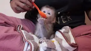 Baby Monkey Jason Learn To Eat Steamed Pumpkin Mix Milk, Newborn Monkey Healthy Eating And Bathing