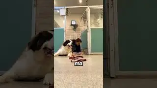Si Sono Dimenticati Di Avvisare L’Hotel Per Cani Che Era Un Maestro Di Jiu-Jitsu!😅🐶