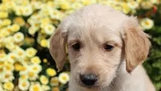 9 Puppies Playfully Tackle Their Mom || Family Fun Pack Puppies