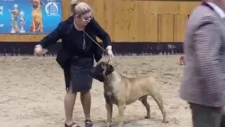 The Gorgeous Bullmastiff from Russia fawn with black mask