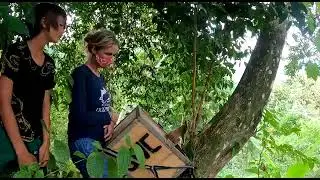 A rescued slow loris, confiscated from the illegal trade is rehabilitated and released