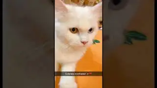 Odd Eyes Cat ( heterochromia ) &hearts;️ #shorts