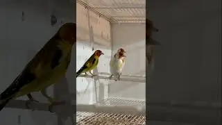 Major Goldfinch | Siberian Goldfinches | Mutations | Birds #goldfinches #carduelis #chardonneret