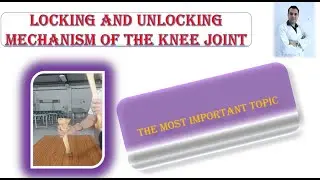 Locking and Unlocking Mechanism of the Knee Joint-WHEN THE FOOT IS GROUNDED-WHEN THE FOOT IS FREE