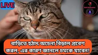 বাড়িতে ঘন ঘন বিড়ালের আসা কী সংকেত দেয়? | বিড়ালের রহস্যময় আগমন | Cat Symbolism in Bengali