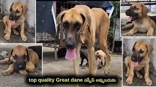 top quality great dane puppies for sale in Telugu/9666009457 /aj pets