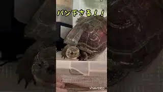 出たー！パン下さる？クサガメしゅうこ🌼さん#クサガメ