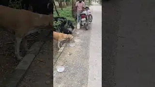 Bejubano Ki Help ❣️🐕❣️#shorts #respect #dog #bejuban #animals #Gmsahu