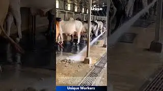 Animal care for beginners: a simple guide to cow shed cleaning