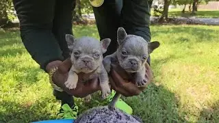 French Bulldog Breeding Interview |  New Puppies & Upcoming Litters 2025