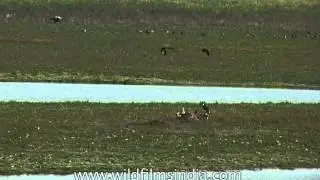 Scavenger birds collect to eat carrion
