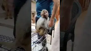 monkey 🐒 lucky pet's Lahore Tollinton Market ##short #viral #video #monkey #tollintonmarketlahore