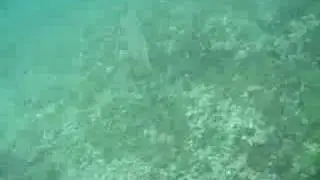 墨魚