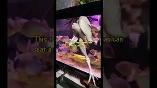 can PIRANHAS eat a WHOLE CHICKEN? #fishing #viral #fish #aquarium #animals #pets #piranha
