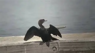 Dwergaalscholver - Pygmy cormorant