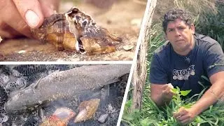 Kulinarisches Australien: Wie sich die Aborigines ernährten