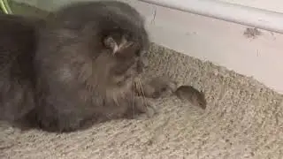Кошка мышка
