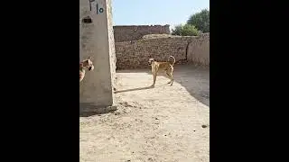 Prank with dog #shorts #viralvideo #funny